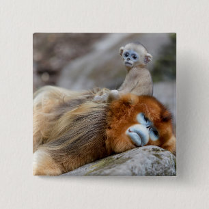 Golden Snub-nosed Monkey Dad with Baby 2 Inch Square Button
