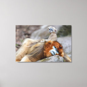 Golden Snub-nosed Monkey Dad with Baby Canvas Print