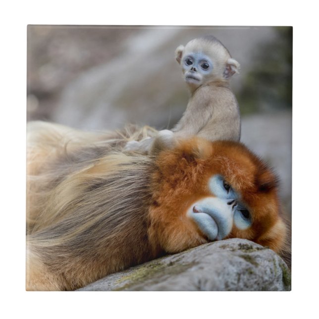 Golden Snub-nosed Monkey Dad with Baby Tile (Front)