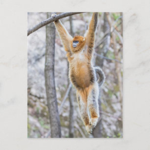 Golden Snub-nosed Monkey Swinging on Branch Postcard