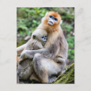 Golden Snub-Nosed Monkey with Baby Postcard