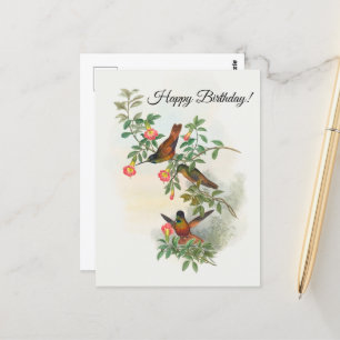 Golden Star-frontlet  Postcard