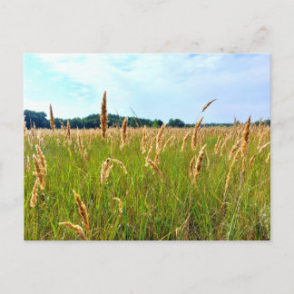 Golden Summer Field Postcard