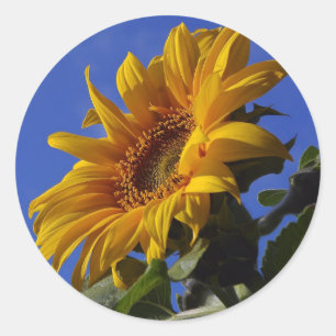 Golden Sunflower Classic Round Sticker