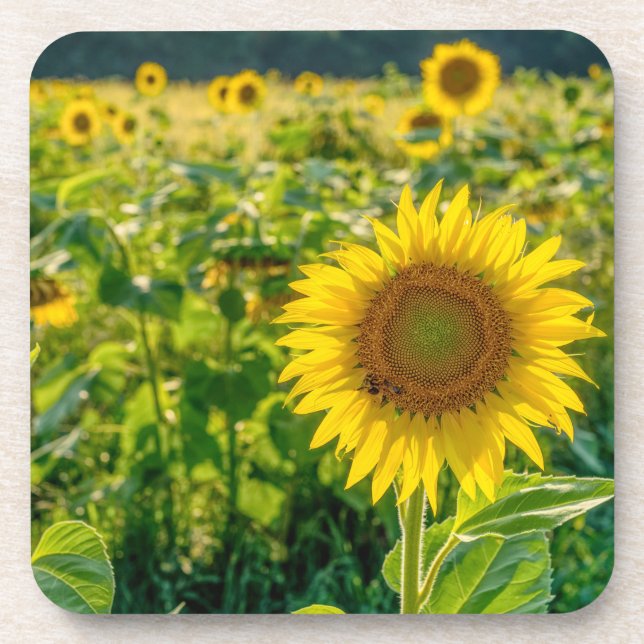 Golden Sunflower Field Coaster (Front)
