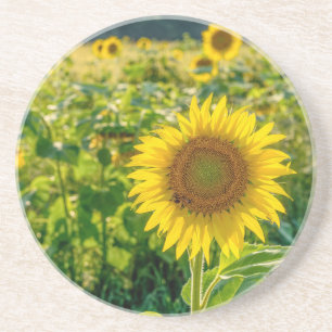 Golden Sunflower Field Coaster