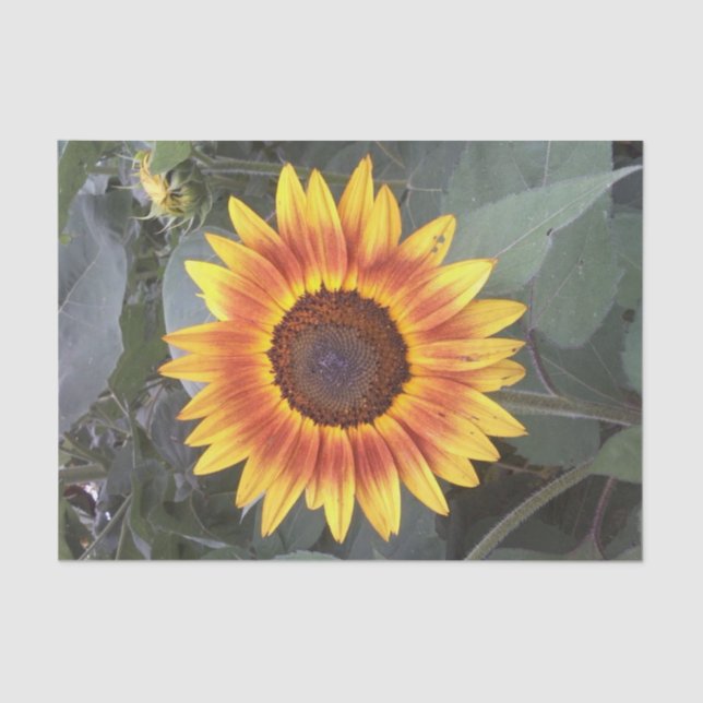 Golden Sunflower Tissue Paper (Front)