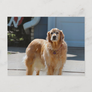 Golden Sunshine Postcard