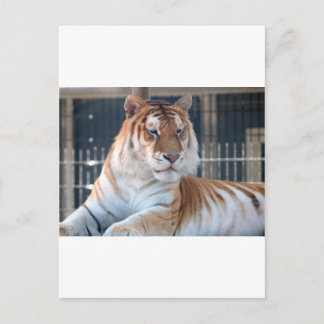 Golden Tabby  tiger at Cougar Mountain Zoo 1 Postcard