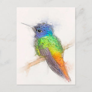 Golden-tailed Sapphire Hummingbird Portrait Postcard