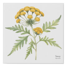 Golden Tansy Botanical Print