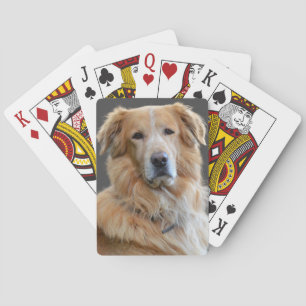 Golden Tetriever Isolated Dog Playing Cards