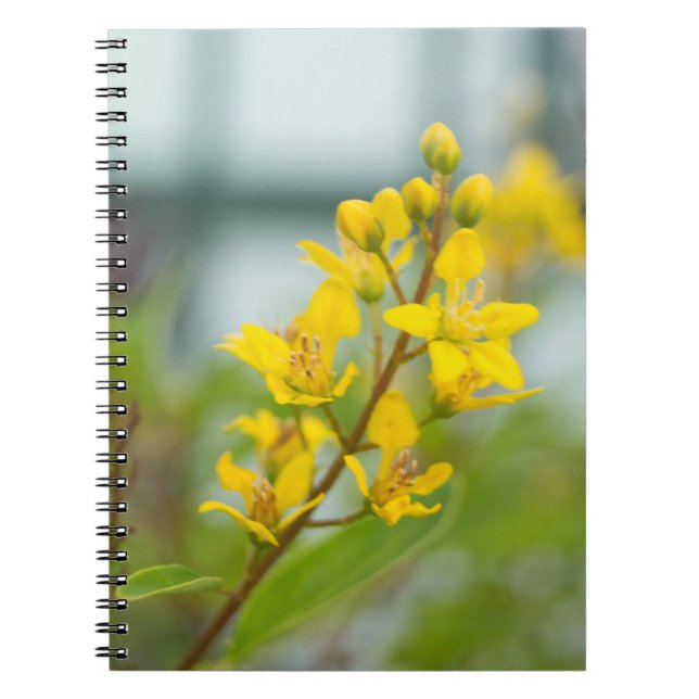 Golden Thryallis Notebook (Front)