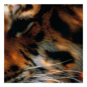 Golden Tiger Eye Close-Up Wildlife Poster