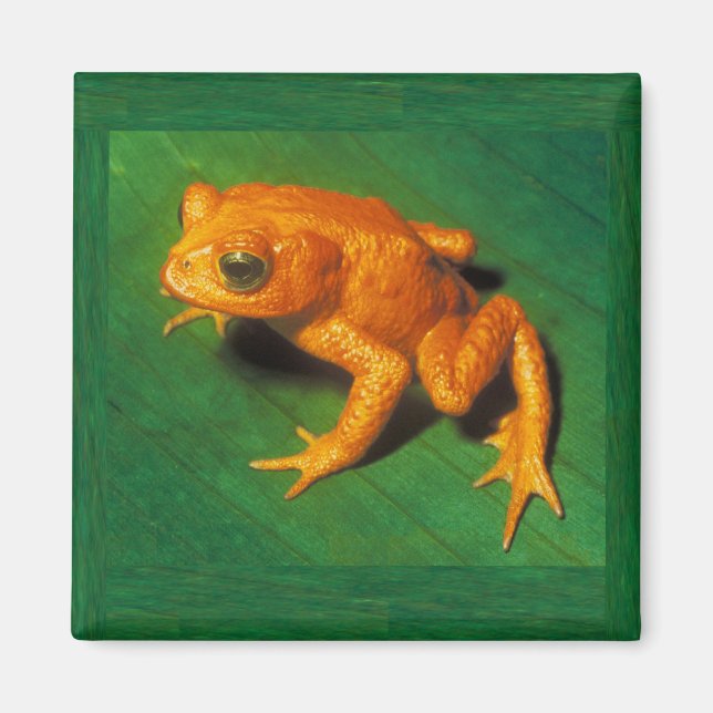 Golden Toad Magnet (Front)