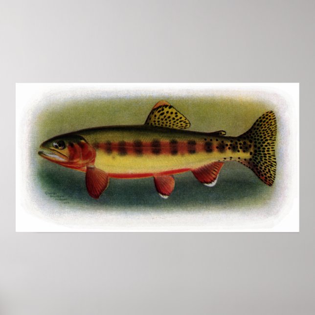 Golden Trout of Volcano Creek Poster (Front)
