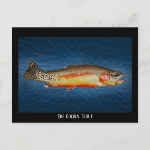 Golden Trout on Blue Water, Postcard