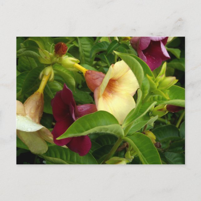 Golden Trumpet Postcard (Front)