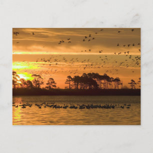 Golden Twilight Serenity - Chincoteague Postcard