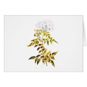 Golden Variegated Jasmine
