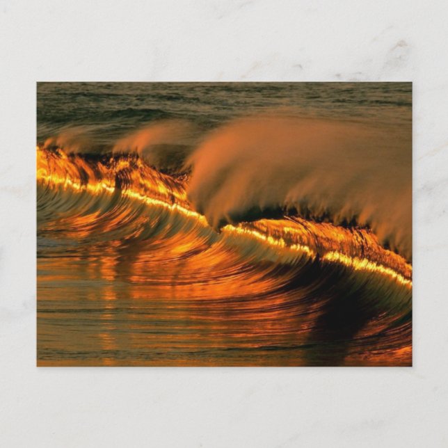 Golden Wave at Sunset, Mexico Postcard (Front)