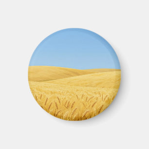 Golden Wheat Field Under Blue Sky Magnet