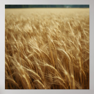 Golden Wheat Fields Poster
