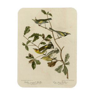 Golden-winged & Cape May Warblers, Audubon's Birds Magnet