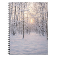 Golden_winter_light