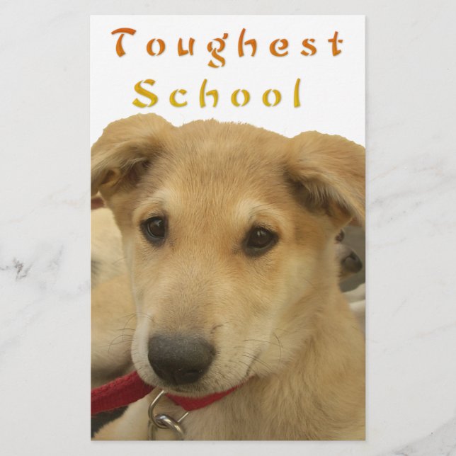 Golden Wisdom: A Dog's-Eye View of Life's School (Front)