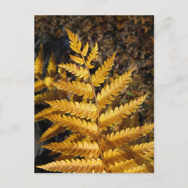 Golden Yellow Fern Fall Leaves Photo Postcard (Front)