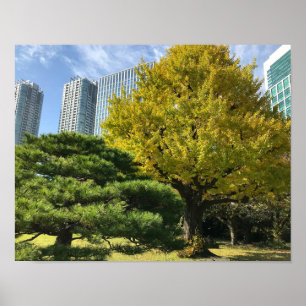 Golden Yellow Ginkgo and Pine Tree Poster