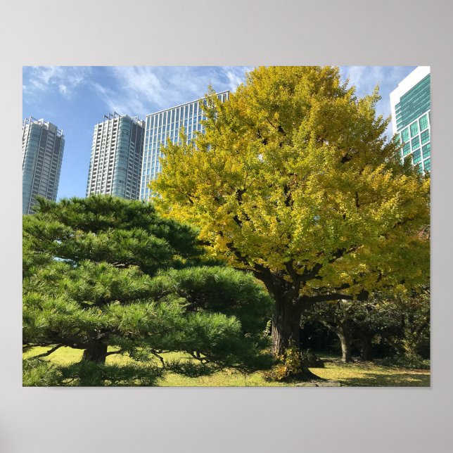 Golden Yellow Ginkgo and Pine Tree Poster (Front)
