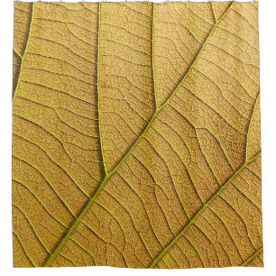 Golden yellow leaf pattern in the morning.