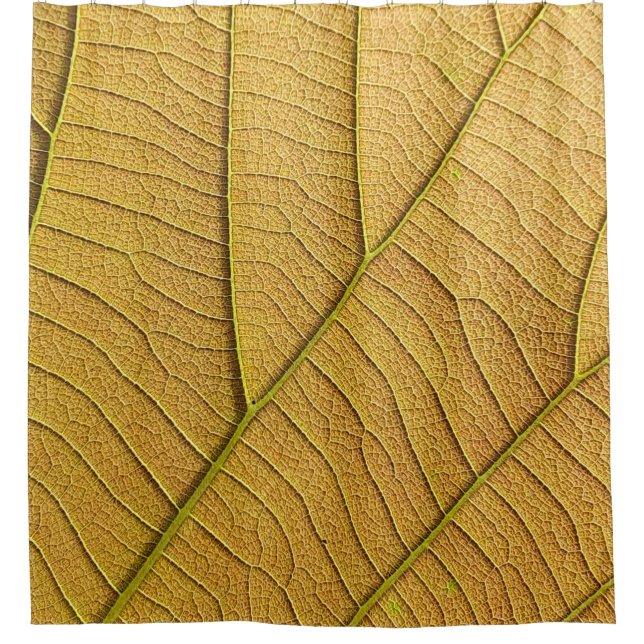 Golden yellow leaf pattern in the morning.  (Front)