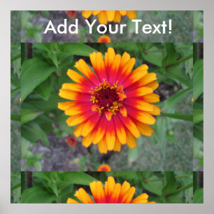 Golden Yellow Orange Zinnia Flower Poster