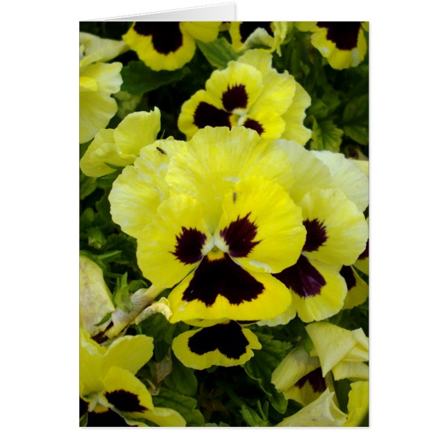 Golden Yellow Pansies On Bush, (Front)
