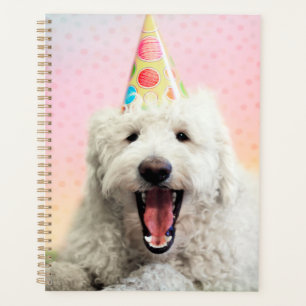 Goldendoodle avec Casquette du parti
