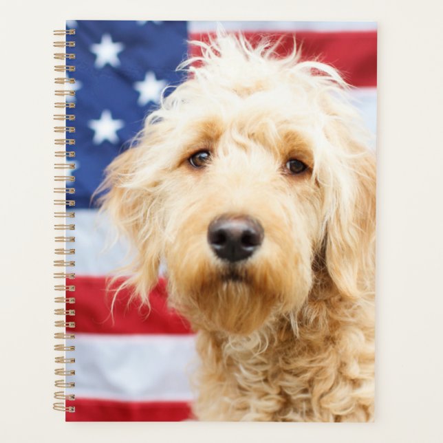 Goldendoodle avec drapeau américain (Devant)