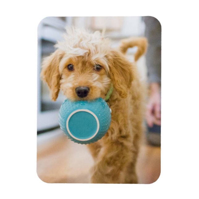 Goldendoodle Carrying Dinner Bowl Magnet (Vertical)