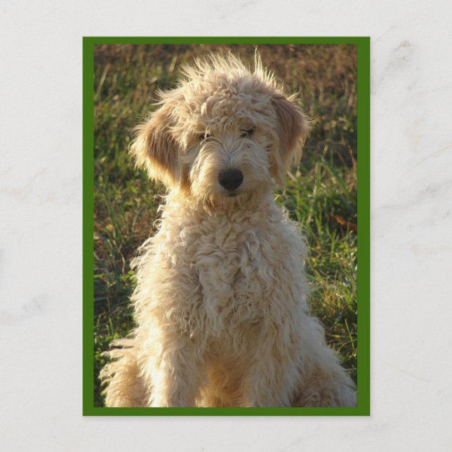 Goldendoodle Chien Chien Chien Vierge Voeux Carte  (Devant)