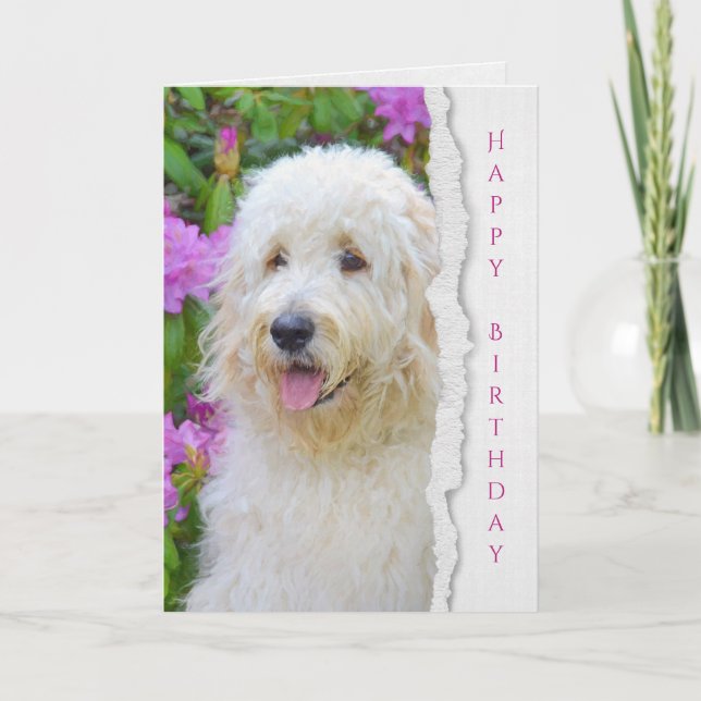 Goldendoodle dog in garden birthday card (Front)
