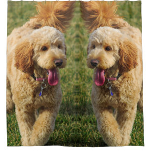 Goldendoodle Dog Photo