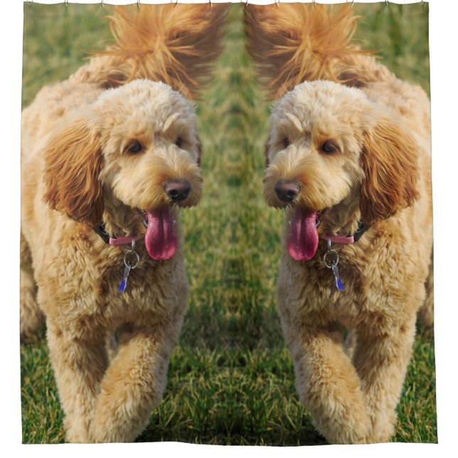Goldendoodle Dog Photo (Front)