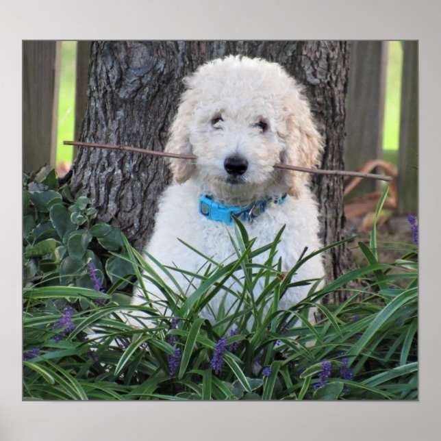 Goldendoodle Dog Poster (Front)