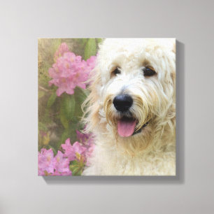 goldendoodle in hydrangea canvas print
