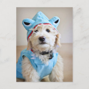 Goldendoodle In Shark Costume Postcard