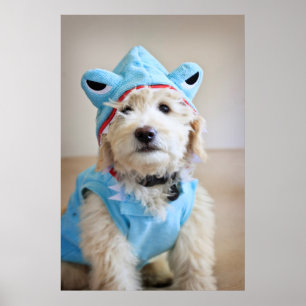 Goldendoodle In Shark Costume Poster