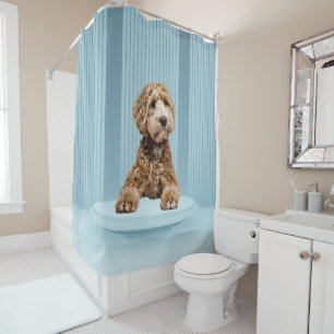Goldendoodle Laying on Minimal Pastel Blue Podium