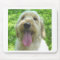 Goldendoodle Products